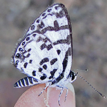 Tuxentius melaena